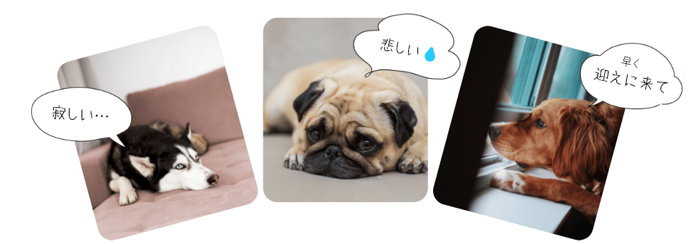 「寂しい」「悲しい」「早く迎えに来て」と思ってるワンちゃん